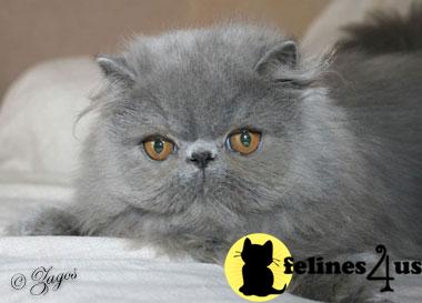 mirocats Picture 3
